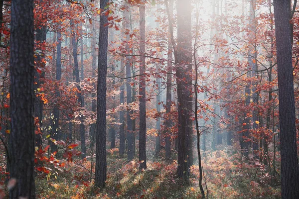 Bosque en otoño colorido follaje en los árboles iluminados por el sol de la mañana — Foto de Stock