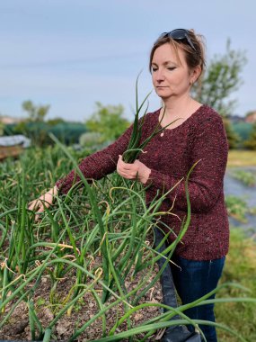 Sebzeleri toplayan bir kadın, arka bahçedeki bir evde çalışıyor. Samimi insanlar, gerçek anlar, otantik durumlar.
