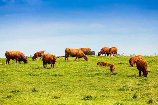 Braune Kühe Mit Blauem Himmel — Stockfoto