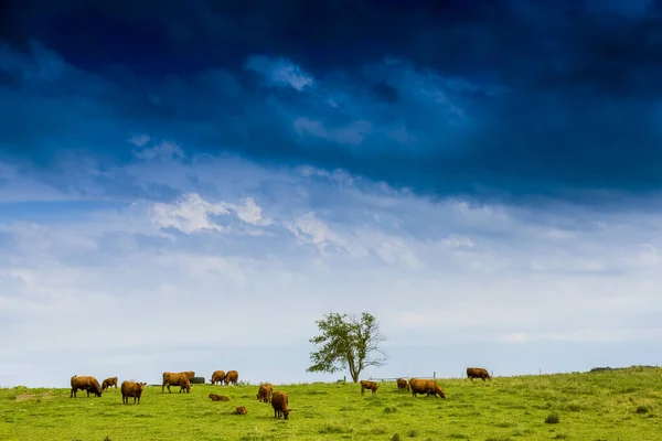 Vacas Marrones Con Cielo Dramático — Foto de Stock