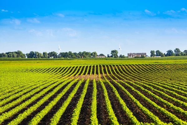 Terreno Agricolo Americano Con Blue — Foto Stock