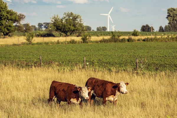 アメリカの農場でのブラウン牛 — ストック写真