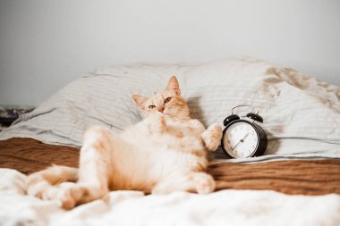 Yatakta yatan komik kedi.