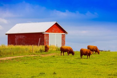 Kızıl Çiftlikli Kahverengi İnek