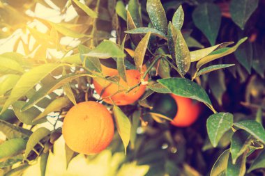 Güneş Işıklı Portakal Ağacı