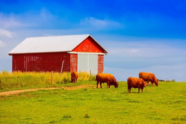 Braune Kuh Mit Rotem Bauernhof — Stockfoto