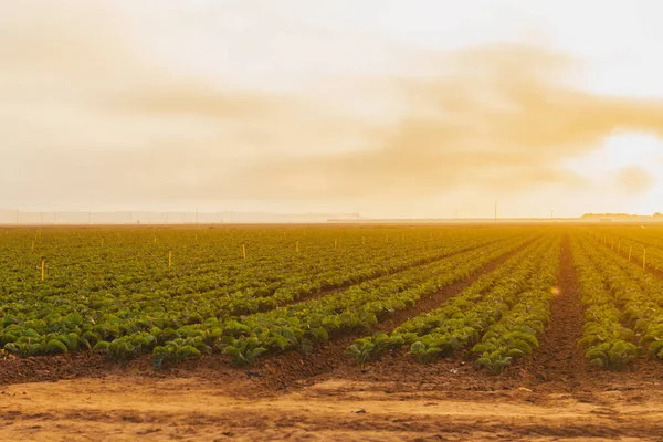 Farm California Cloudy Sky — Stock Photo, Image