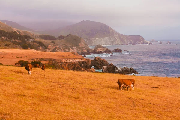 Kalifornische Landschaft Mit Kühen — Stockfoto