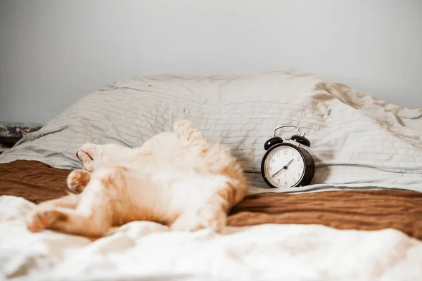 Lustige Katze Liegt Bett lizenzfreie Stockfotos