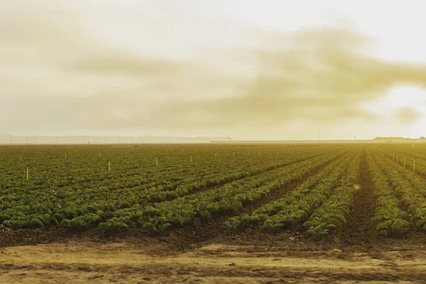 Fazenda Califórnia Com Céu Nublado Fotografias De Stock Royalty-Free