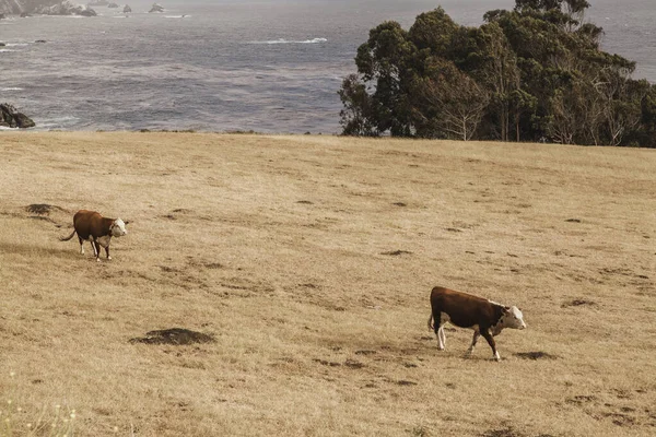 Paisaje California Con Vacas Fotos de stock libres de derechos