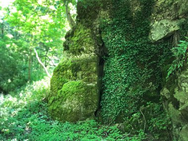 İspanya güzel yeşil manzara. Dağlar ile lots-in bitki örtüsü arasında kayıp yer