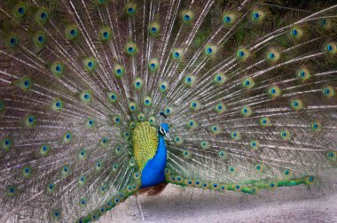 Tüylü tavus kuşu uzatıldı