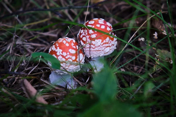 iki çok güzel ve renkli mantar toadstool