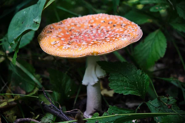 Mushroom Toadstool White Leg — Stock Photo, Image
