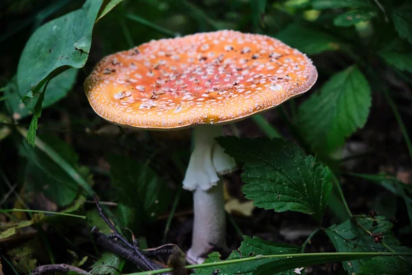 Cogumelo Toadstool Uma Perna Branca — Fotografia de Stock