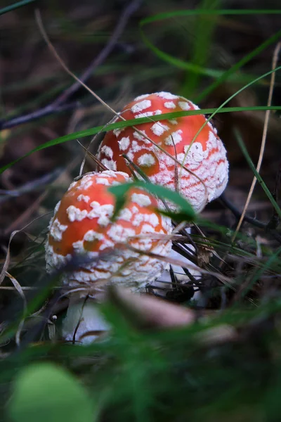 iki çok güzel ve renkli mantar toadstool