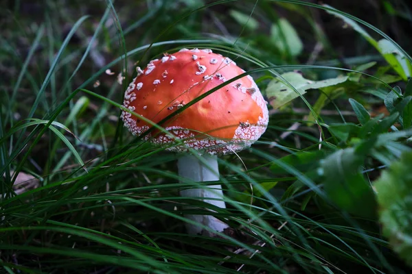 çok güzel ve parlak mantar toadstool
