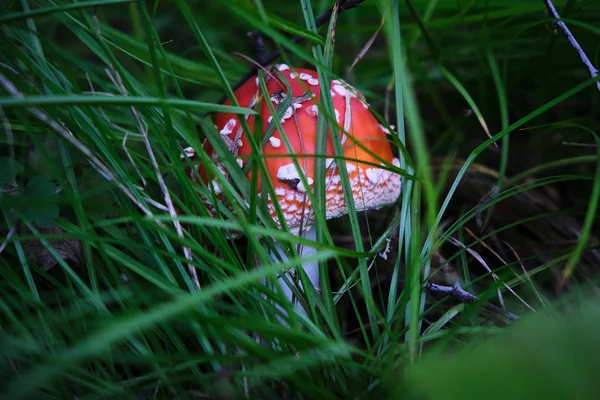 çok güzel ve parlak mantar toadstool