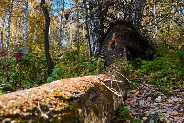 Een Gevallen Boom Het Herfst Bos Mossy — Stockfoto