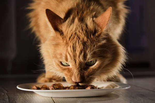 Червоний Кіт Їсть Їжу Їжа Білій Тарілці — стокове фото