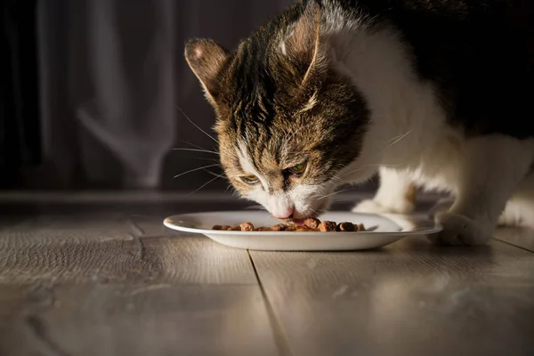 Kedi yemek yer. Yemekler beyaz tabakta..