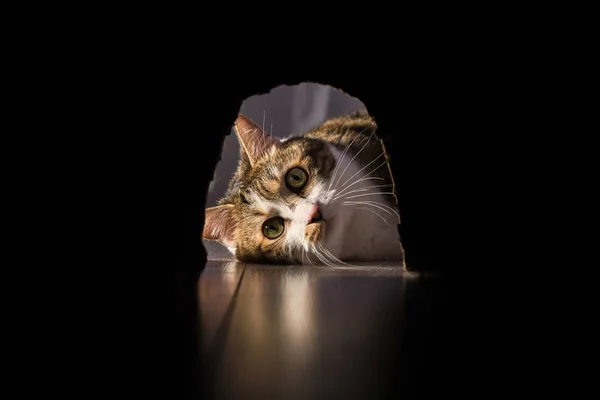 Kedi fareyi avlar. Onu evde izliyordum..