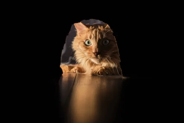 Kızıl kedi fareyi avlar. Onu evde izliyordum..