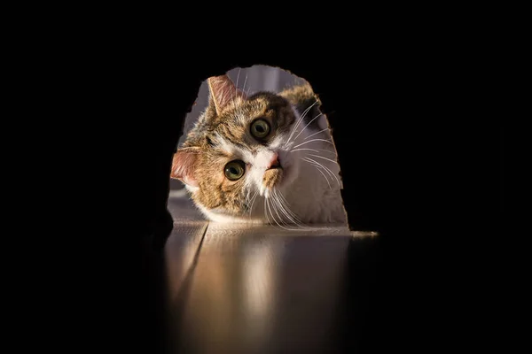 Kedi fareyi avlar. Onu evde izliyordum..