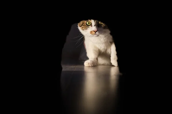 Um gato grande espera o mouse sair de seu buraco no w Imagens Royalty-Free