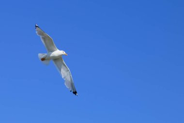 Flying seagull. Seagull on the background of a clear blue sky with a wingspan to their full length.
