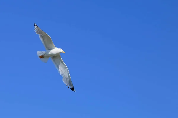 Flying seagull. Seagull on the background of a clear blue sky with a wingspan to their full length.