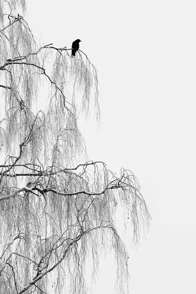 Bird on branches. Silhouette of crow on tree in foggy winter day.
