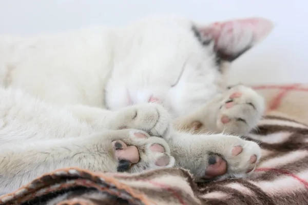 Sleeping Cat White Cat Sleeping Sweetly Warm Plaid — Stock Photo, Image