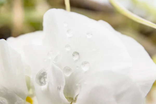 Gota Agua Suave Blanca Sobre Pétalo Flor Fresca Brillante — Foto de Stock