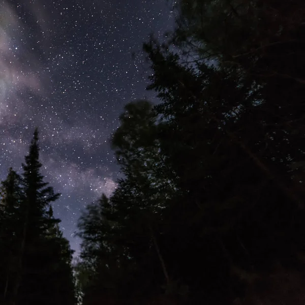 Voie lactée à travers les arbres la nuit — Photo