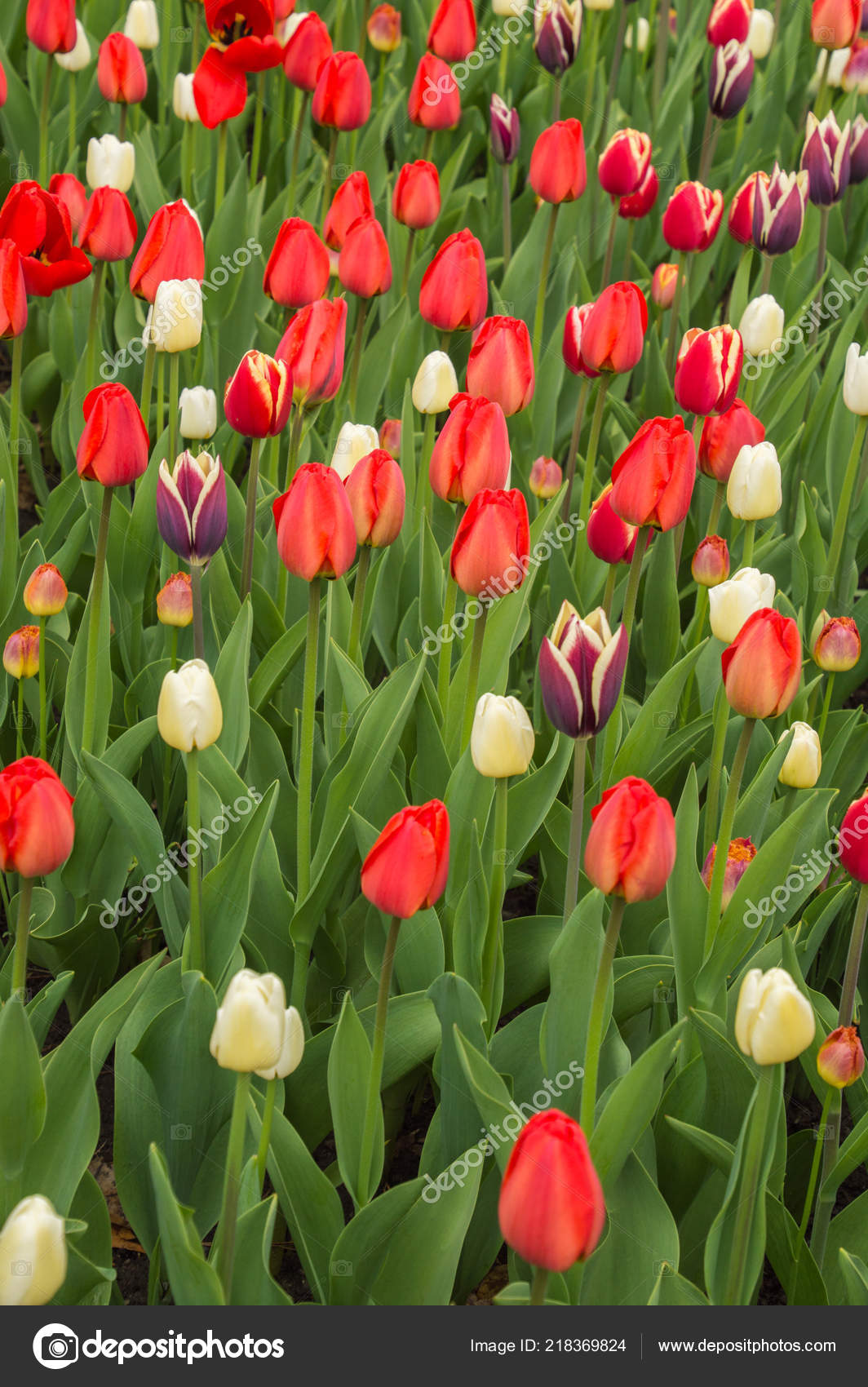 Tulipanes fondo de pantalla fotos de stock, imágenes de Tulipanes fondo de pantalla sin royalties | Depositphotos Tulipanes fondo de pantalla fotos de stock, imágenes de Tulipanes fondo de pantalla sin royalties | Depositphotos