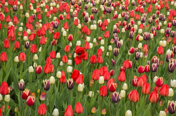 Paljon värikkäitä tulppaani kukkia luonnollinen kevät tausta — kuvapankkivalokuva