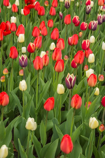 Lots of colorful tulip flowers natural spring background
