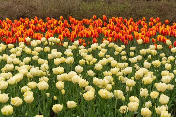 Fleurs de tulipes colorées abondantes au printemps sous la pluie backgr — Photo