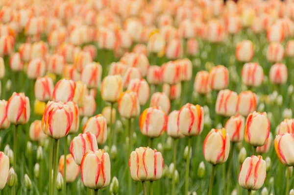 Reichlich bunte Tulpenblüten im Frühling im Regenrückhaltebecken — Stockfoto