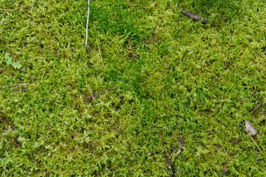 Yumuşak yeşil yosunlu ormanlık yerde doğal arka plan