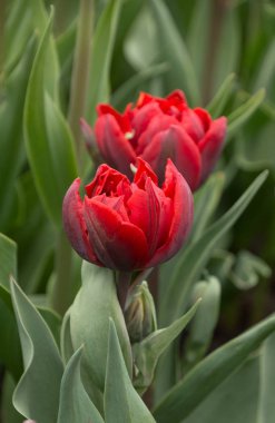 Bahar yağmur damlaları ile lale closeup makro