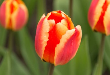 Bahar yağmur damlaları ile lale closeup makro