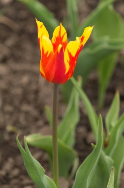 Portre renkli lale çiçekler bahar yağmur altında