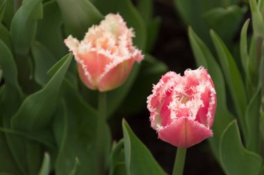 Bahar yağmur damlaları ile lale closeup makro