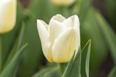 Bahar yağmur damlaları ile lale closeup makro