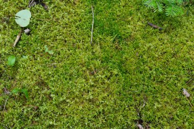 Yumuşak yeşil yosunlu ormanlık yerde doğal arka plan