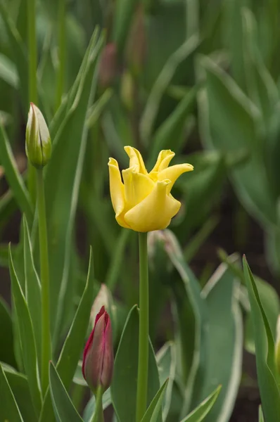 Macro di primo piano di tulipani con gocce di pioggia in primavera — Foto Stock