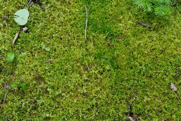Yumuşak yeşil yosunlu ormanlık yerde doğal arka plan